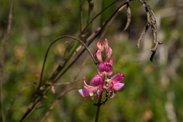 Obraz premium Alto adige sunny day outdoor travel