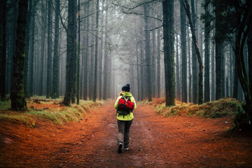 Adventure woman walk alone in the middle of a hgh pine trees forest in autumn season and mist...
