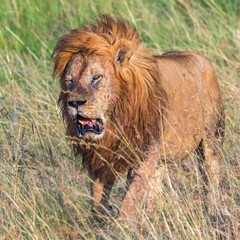 Plakat Close up at a a Big male Lion in the grass