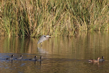 wild birds in the pond