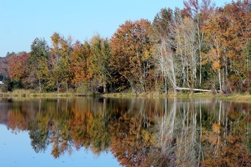 Obraz premium reflection of the trees in the pond