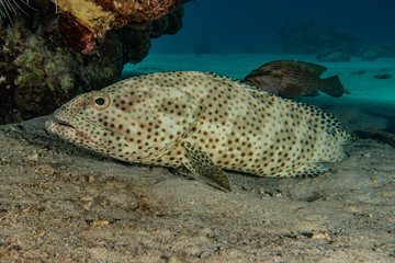 Fish swim in the Red Sea, colorful fish, Eilat Israel