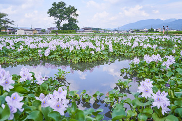ホテイアオイ