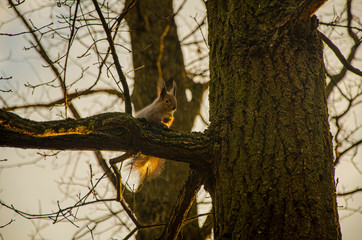 squirrel on tree