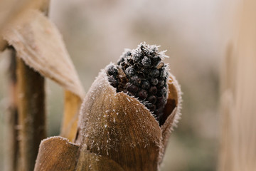 Frosty Corn