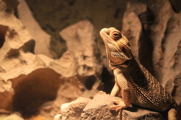 Bearded dragon in his habitat