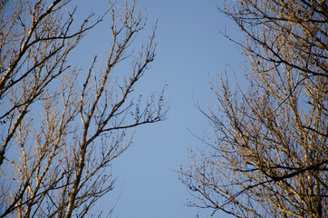 trees and blue sky