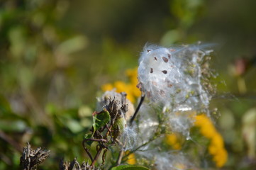 wind blowing milkweed