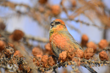 red crossbill on a branch with cones