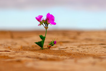 A lonely pink flower in the middle of the golden desert