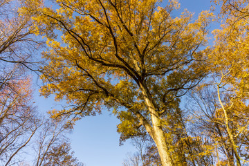 Fototapeta premium A walnut tree turns yellow in autumn