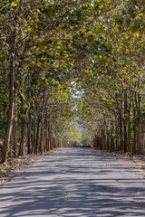 Beautiful road and Teak tree.