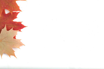 Composition of bright autumn leaves on a light background