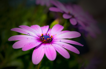 A close up of a purple flower with many dew drops on a dark background
