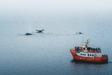 Three Humpback whales with fin swimming in ocean and feeding. Orange whale Watching tour boat ship...