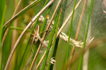 nursery web spider sitting in her nest in the grass in the sunshine