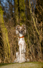 eleganter Hund