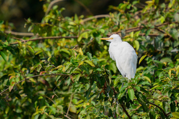 White Egret at Ranganathittu Bird Sanctuary