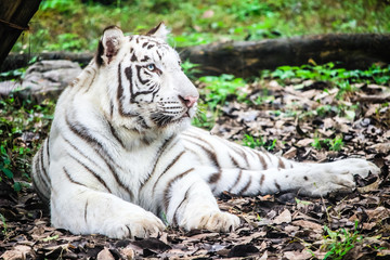 Rare White Bengal Tiger in green habitat