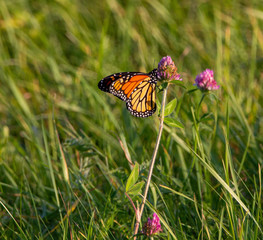 Monarch butterfly