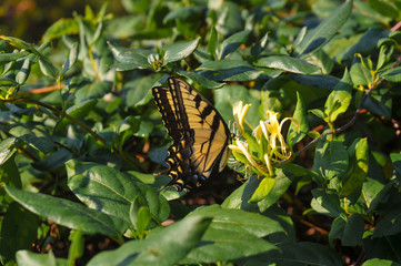 Tiger Swallowtail Butterfly on Honeysuckle Flower Blossoms