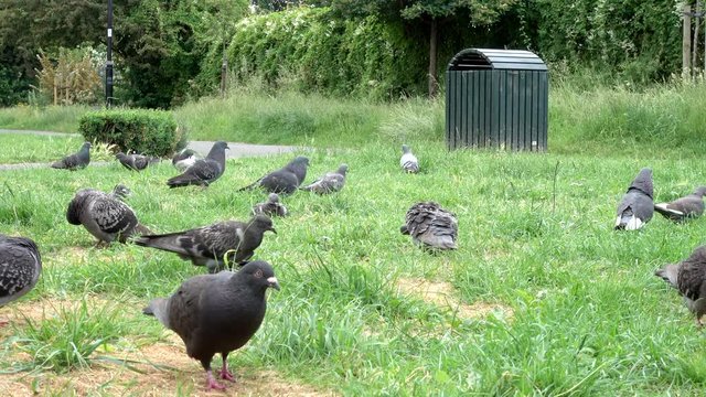 A low shot of a group of feral / street pigeons (Columba livia domestica), peacefully walking about on grass, with no people around, on a warm, summer&rsquo;s day in a London park.