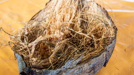 Close up of the detail of dried coconut fiber in the coconut fruit on the table.