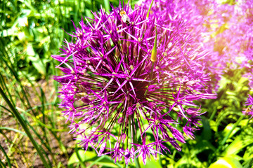 Flower head of Allium Purple Sensation Allium aflatunense in summer garden.