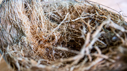 Close up of the detail of dried coconut fiber in the coconut fruit on the table.