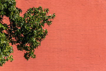 Green Leaves Next to Brick Building