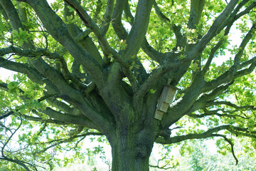 Obraz premium Part of a beautiful green oak tree with bird nesting box