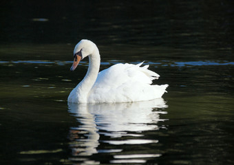 Beautiful white swan amid water surface