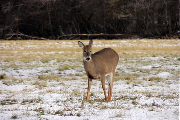 Venado en medio del bosque en otoño