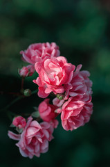 Little flowers of pink roses in the garden. Drops of dew on the petals. Close up, selective focus.