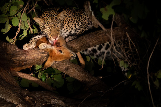 Leopard licking hunted pucu on the tree at night