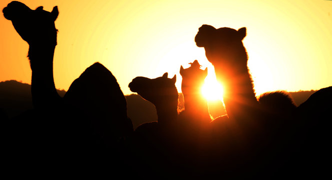 Camel silhouette on Sunset during Pushkar Camel Fair in the Indian state of Rajasthan. The annual livestock fair is said to be one of the largest Camel fairs in the world. Photo/Sumit Saraswat