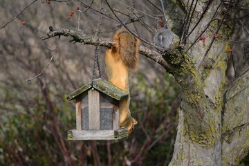 Crafty Squirrel