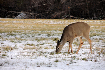 CIervo cola blanca comiendo hierbas