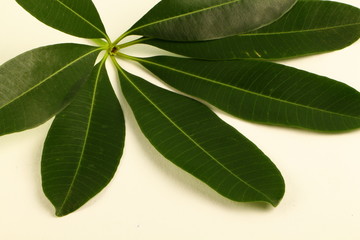 Isolated Leaf in white background