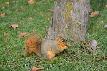 Crafty Squirrel