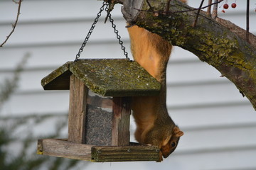 Crafty Squirrel