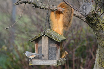 Crafty Squirrel