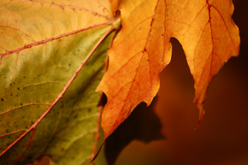 maple acorn sunny autumn leaves