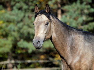 Fototapeta premium Portrait of the dun stallion against the background of pine forest