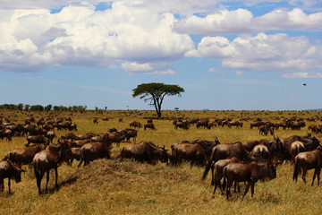 Naklejka na ściany i meble Wildebeest of Africa
