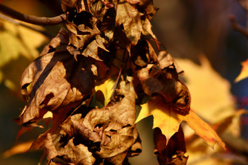 maple acorn sunny autumn leaves