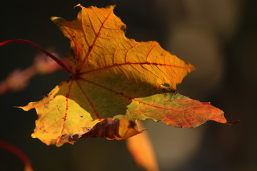 maple acorn sunny autumn leaves