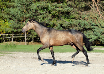Young horse running  across paddock amid forest