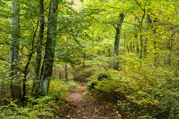 Fototapeta na wymiar Trail winding through a forest. Turns left. Trees, leaves with autumnal coloured. Dead leaves on the pad. Autumn in Saou forest in France.