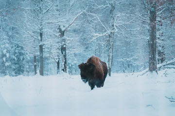 Bison on the forest background and snow